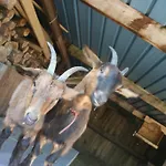 Séjour à la ferme L'instant Présent