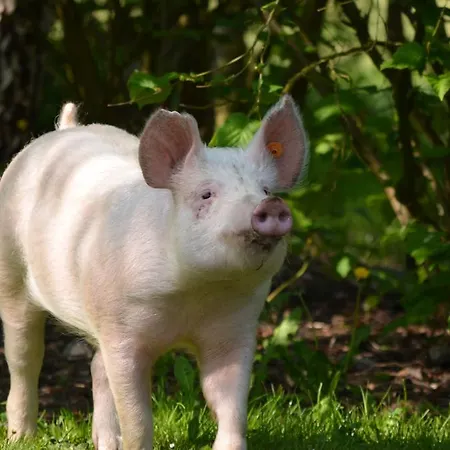 La Ferme Du Pré Grandhan